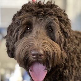 Eli - Australian Labradoodle