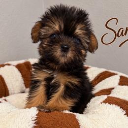 SAMMY KOREAN DOLL FACE - Phantom male Maltipoo puppy in Orlando, Florida from Denise’s Puppies