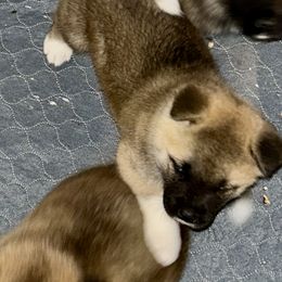 Purple - Red female Akita puppy in Coalport, Pennsylvania from After Midnight Akitas