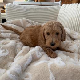 Velvet - Cream female Goldendoodle puppy in Payson, Utah from Country Sky Doodles