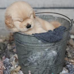 Golden Retriever and Labrador Retriever Puppies from Dublin Rise