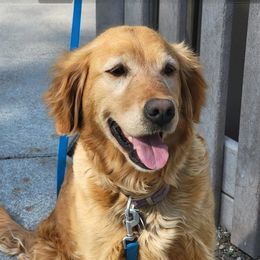 Katy - Golden Retriever