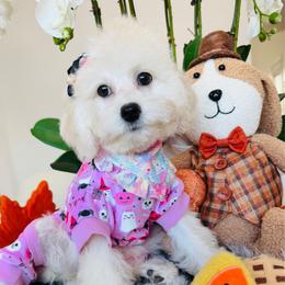 SKY - White female Maltipoo puppy in Sugar Land, Texas from Celebrity Maltipoos