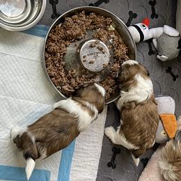 Shih Tzu Puppies from Little Miracles Shih Tzu