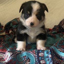 Boy 1 - Black and tan male Pembroke Welsh Corgi puppy in Pikeville, Tennessee from Rock Solid Ranch
