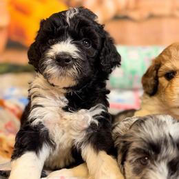 Velvet - Black and white female Aussiedoodle puppy in Dickerson, Maryland from Pawsome Aussie Doodles and Oodles
