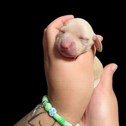 Little Luna - Dapple female Dachshund puppy in Los Angeles, California from One Love Doxies