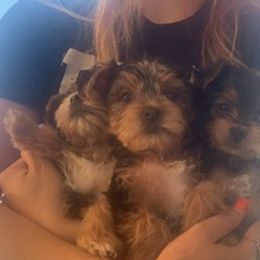 Yorkshire Terriers from Alexis Fleury's Yorkies