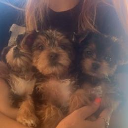 Yorkshire Terriers from Alexis Fleury's Yorkies