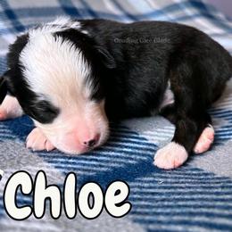 Chloe - Black tri female Miniature American Shepherd puppy in Millington, Tennessee from Goading Glee Glade