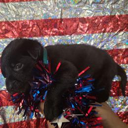 Girl 2 - Black female Labrador Retriever puppy in Holyoke, Massachusetts from Urban Oak Labradors LLC