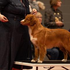 Nova Scotia Duck Tolling Retriever All Grown Up from RiverSong Tollers