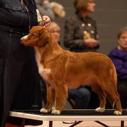 Nova Scotia Duck Tolling Retriever All Grown Up from RiverSong Tollers
