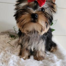 Yorkshire Terrier Puppies from Hetzel’s Enchanted Yorkies (Michigan)