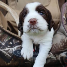 English Springer Spaniel Puppies from White Pine Springer Spaniels