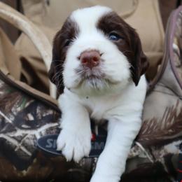 English Springer Spaniel Puppies from White Pine Springer Spaniels