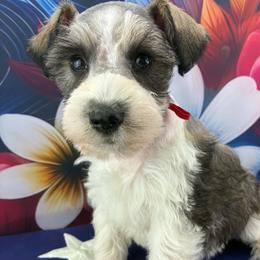 Nova - Parti female Miniature Schnauzer puppy in Sylvania, Georgia from Southern Sky Miniature Schnauzers
