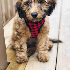 Sheepadoodle and Whoodle Puppies from Aisling Pups