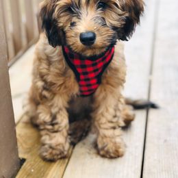 Sheepadoodle and Whoodle Puppies from Aisling Pups