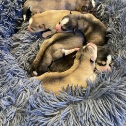 Pomsky Puppies from Goodness Gracious Pomskies