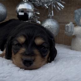 Macie - Black and tan female Dachshund puppy in Desloge, Missouri from Snows Doxies