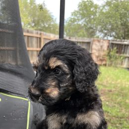 Rupert Dior - Black male Schnoodle puppy in Pleasanton, Texas from Gooch Canines (Giant Schnoodles)