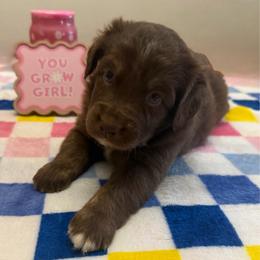 Bell - Red & white female Australian Shepherd puppy in Harrah, Oklahoma from Kamm's Aussies