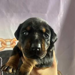 Kya - Black and rust female Doberman Pinscher puppy in Newberg, Oregon from De Mata Dobermann Kennel