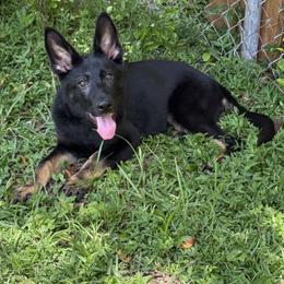 Black and Tan Girl - Black and tan female German Shepherd puppy in Jacksonville, Florida from El Dorado