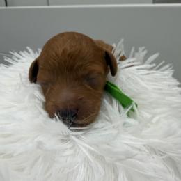Green collar male - Red  male Poodle puppy in San Benito, Texas from Irene's Poodles
