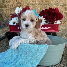 Sapphire - Parti female Goldendoodle puppy in Pendleton, Oregon from Blushing Doodles