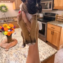 Mabel - Fawn female Boxer puppy in Upper Sandusky, Ohio from Rock Run Homestead