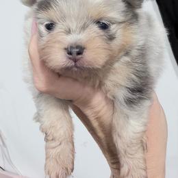 Mike - Blue merle and tan tri male Pomeranian puppy in Coleman, Oklahoma from Pretty Poms