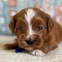 Gilbert - Red male Cavapoo puppy in Beckley, West Virginia from By Design Doodles