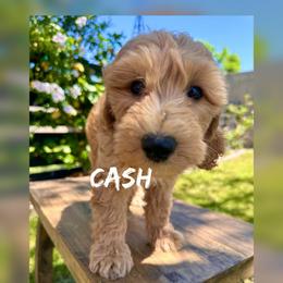 Cash - Apricot male Goldendoodle puppy in Glendale, Arizona from Follow Your Bliss Doodles