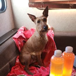 Opal - Irish Terrier