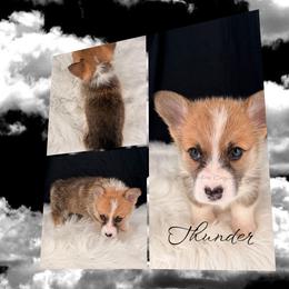 Thunder - Red male Pembroke Welsh Corgi puppy in Kiowa, Colorado from Cool Water Corgis LLC