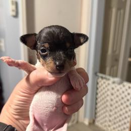 Baby A1A - White black and tan female Toy Fox Terrier puppy in Clermont, Florida from Debbie Hiles's Toy Fox Terriers