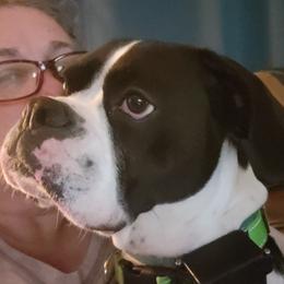 JUSTICE - Boxer