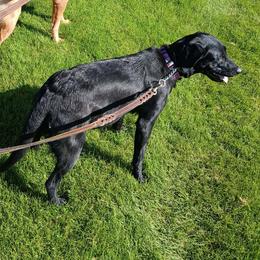 Nova - Labrador Retriever