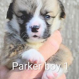 Boy 1 - Sable male Pembroke Welsh Corgi puppy in Clayton, Washington from Smiling J Ranch Corgis