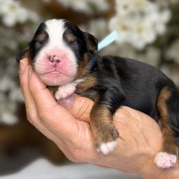 Gizmo - Tri-color male Bernedoodle puppy in Yuciapa, California from AlltheDoodlez_