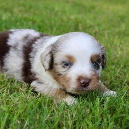 Ryder - Red merle male Miniature Australian Shepherd puppy in Paris, Texas from Kuttin’ Up Mini Aussies