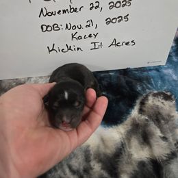 Kayce - Black and tan male Pembroke Welsh Corgi puppy in Chariton, Iowa from Kickin It Acres BCs
