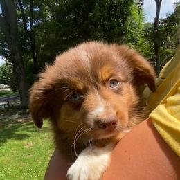Arrow - Red tri-color female Miniature American Shepherd puppy in Ruffin, North Carolina from Valkyrie Adventures