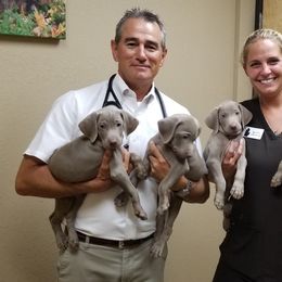 Pointer and Weimaraner Puppies from Silvershot Weimaraners and Pointers