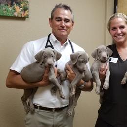 Pointer and Weimaraner Puppies from Silvershot Weimaraners and Pointers