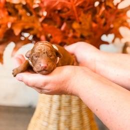 Pink collar girl - Red  female Goldendoodle puppy in Spokane, Washington from Dream Doodles in Spokane WA
