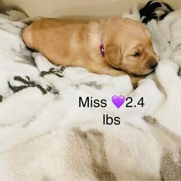 Girl 5 - Golden female Golden Retriever puppy in Carmichael, California from Sadie Lane Family Goldens