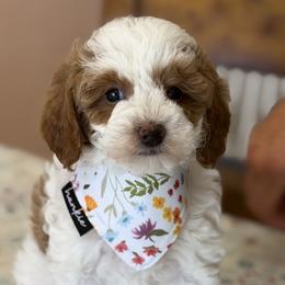 Cavapoos, Goldendoodles, Maltipoos, and Poodles from Precious Paws Ranch